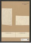 Diatomeae indet. Zeichnungen Sammlung Grunow Nr. 7967 (NHMW-BOT-W0377255)